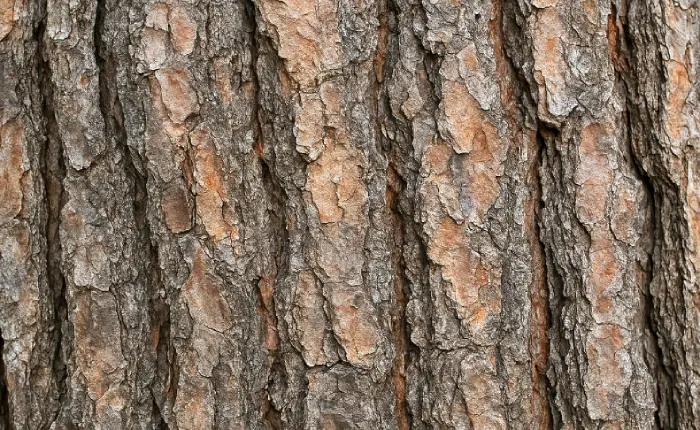 Barut Ağacı Kabuğu Faydaları Nelerdir? 2 barut ağacı kabuğu