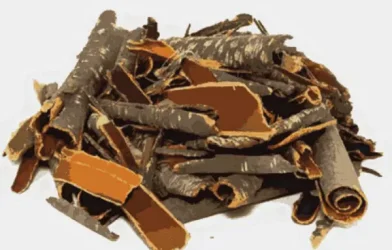 Barut Ağacı Kabuğu Faydaları Nelerdir? 6 barut ağacı kabuğunun faydaları nelerdir