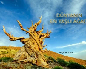 Dünyanın En Eski En Yaşlı Ağacı Methuselah