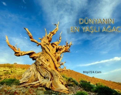 Dünyanın En Eski En Yaşlı Ağacı Methuselah