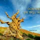 Dünyanın En Eski En Yaşlı Ağacı Methuselah