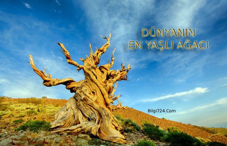 Dünyanın En Eski En Yaşlı Ağacı Methuselah