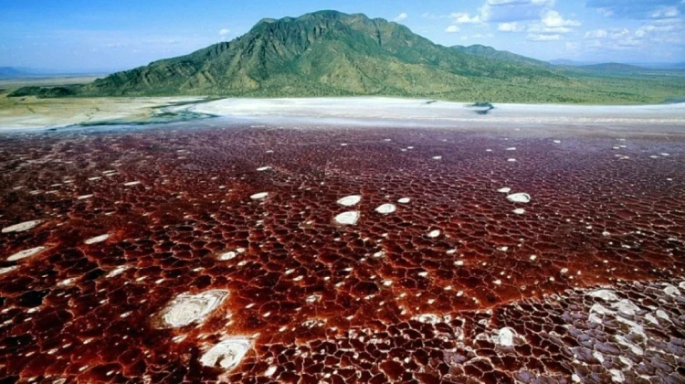 Natron Gölü Tanzanya
