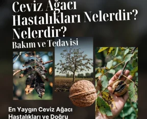 Ceviz Ağacı Hastalıkları Nelerdir Bakım ve Tedavisi